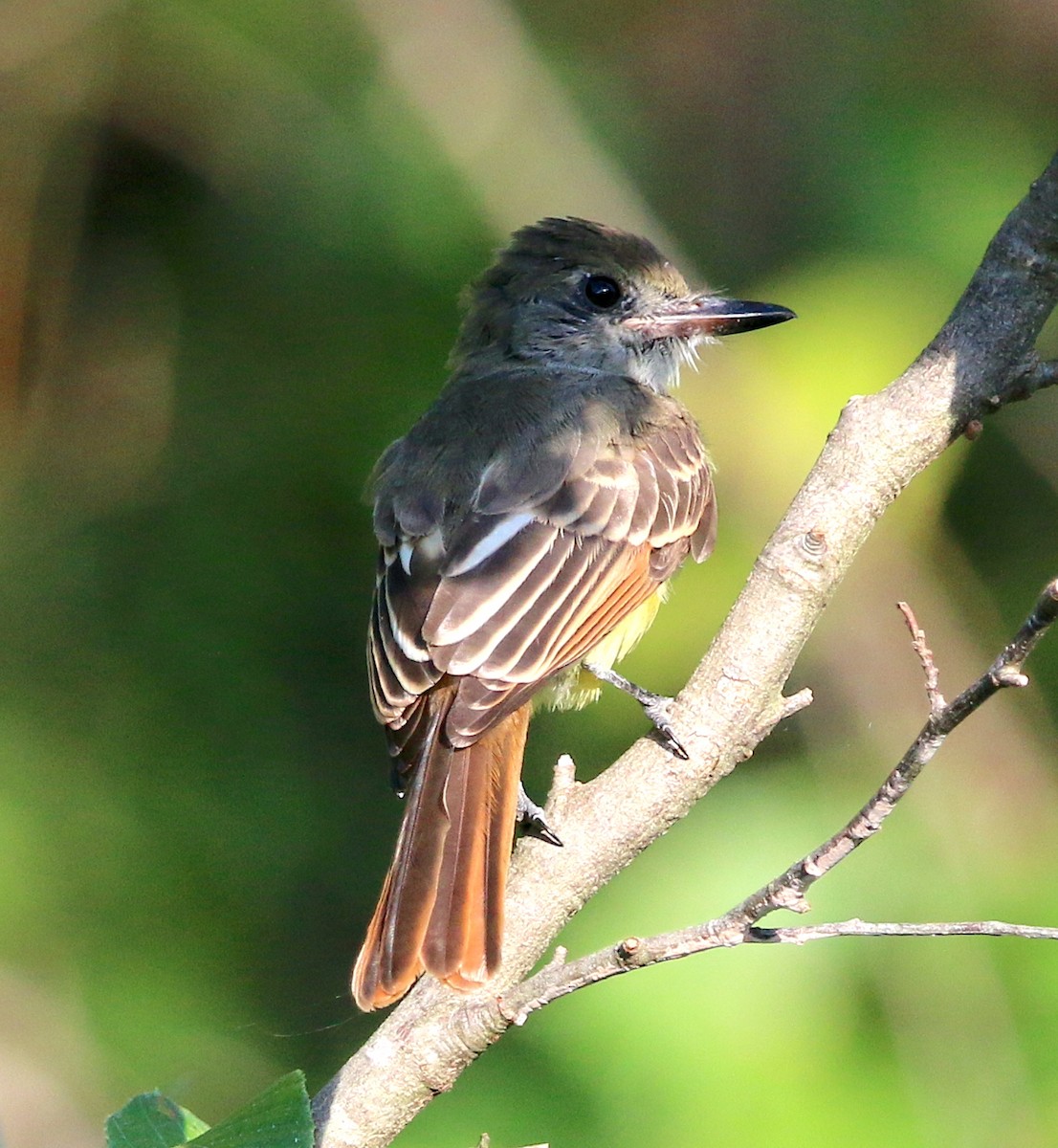 Great Crested Flycatcher - ML484134821