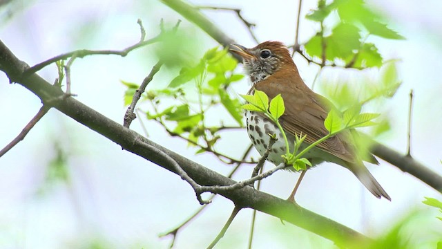 Wood Thrush - ML484137