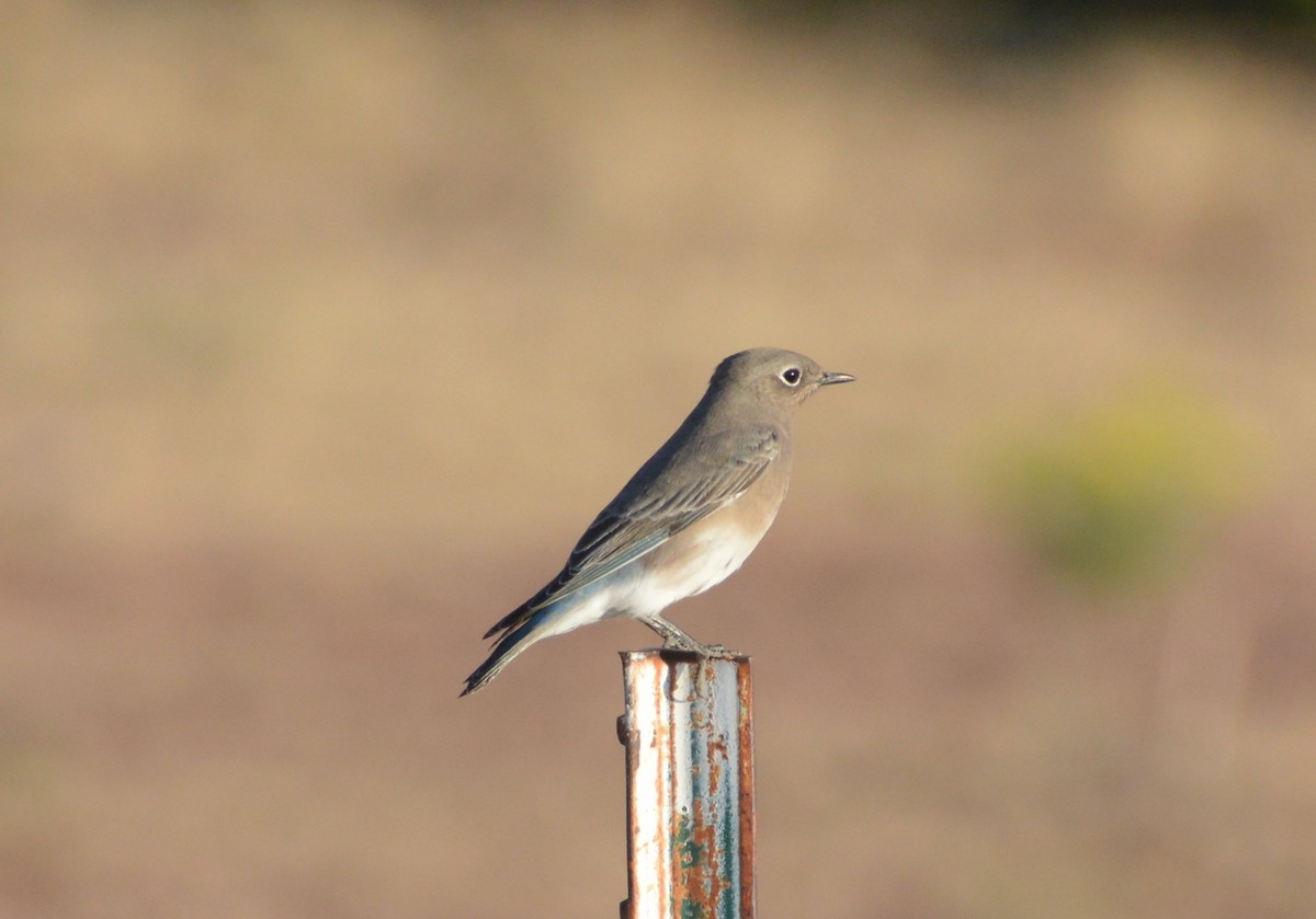 Mountain Bluebird - ML484138031