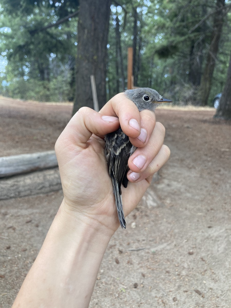 Gray Flycatcher - ML484138431