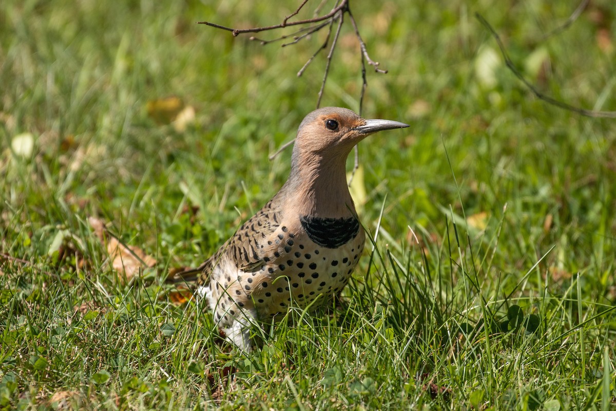 Northern Flicker - ML484138691