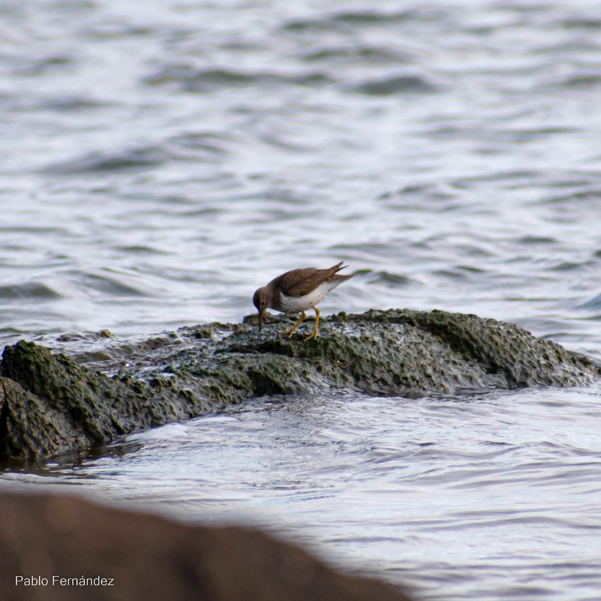 Spotted Sandpiper - ML484140701