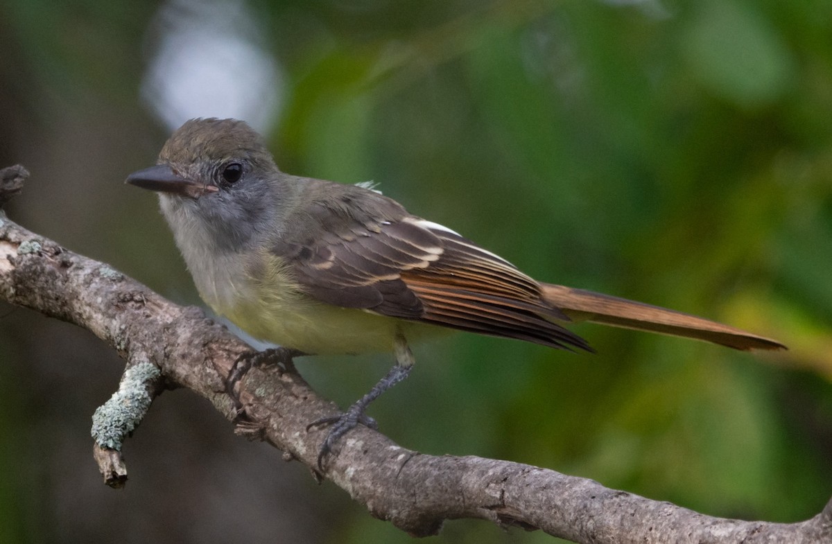 Great Crested Flycatcher - ML484141651