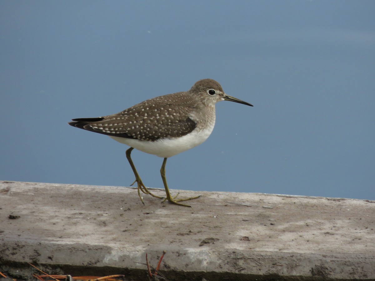 Solitary Sandpiper - ML484142901