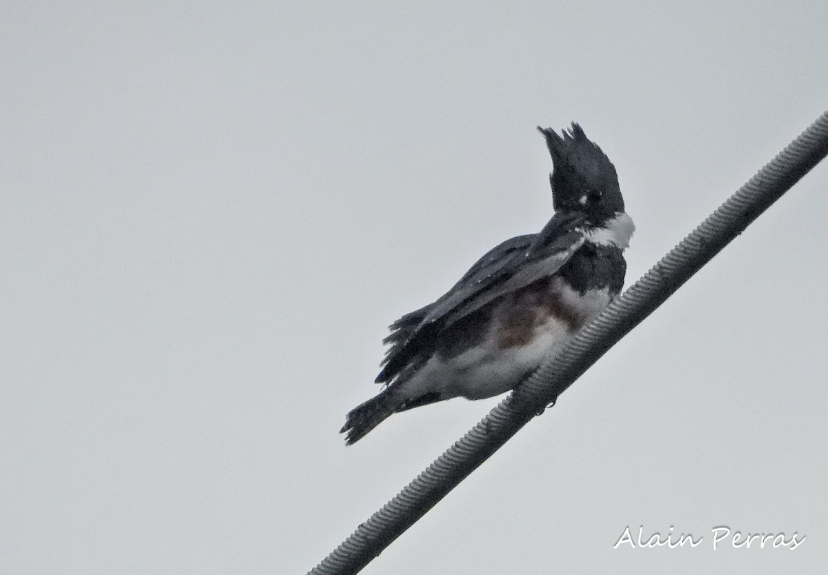 Belted Kingfisher - Alain Perras