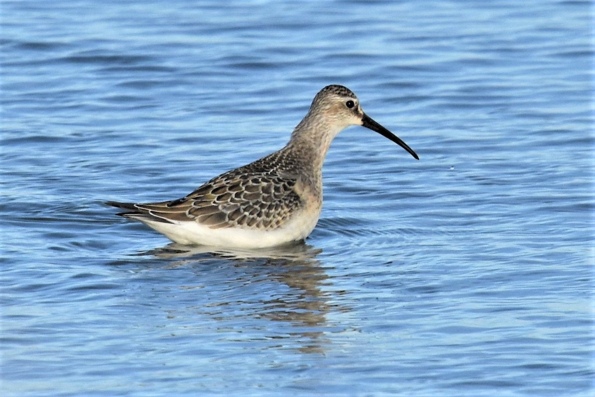 Curlew Sandpiper - ML484144451