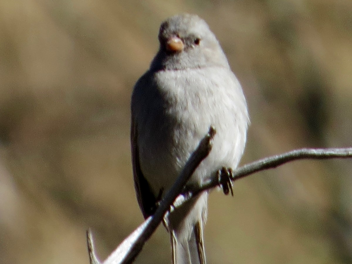 Black-chinned Sparrow - ML48414451