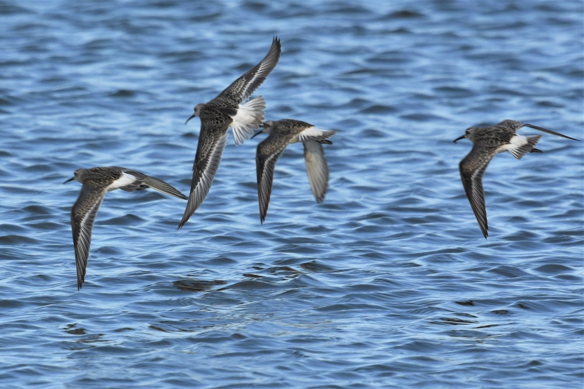 Curlew Sandpiper - ML484144571