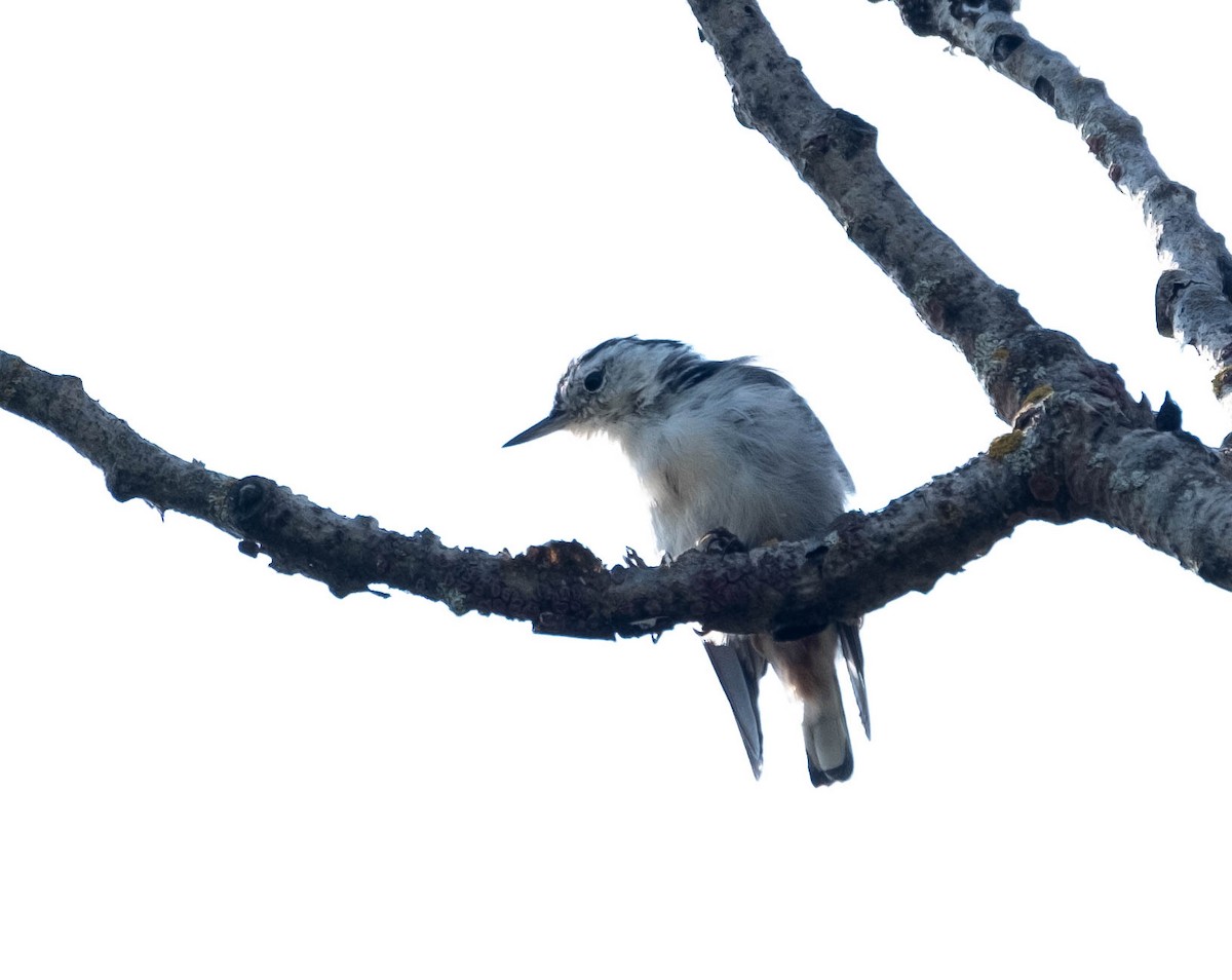 White-breasted Nuthatch - Isabelle Reddy