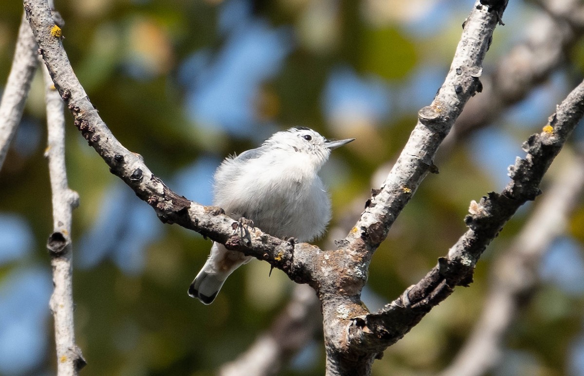 White-breasted Nuthatch - Isabelle Reddy