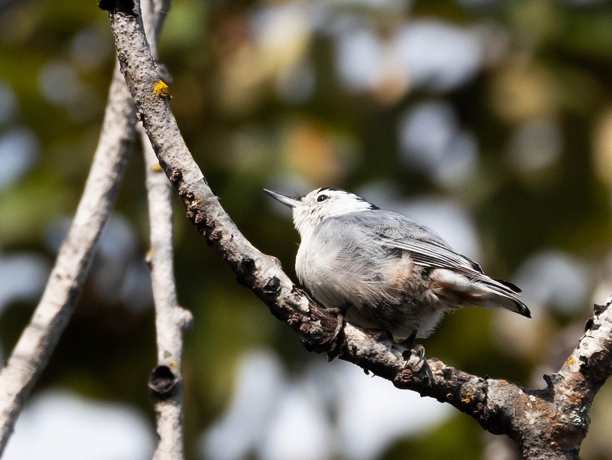 White-breasted Nuthatch - Isabelle Reddy