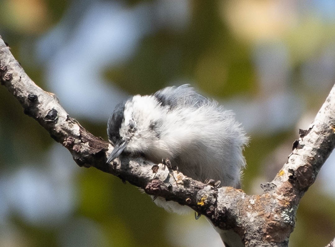 White-breasted Nuthatch - Isabelle Reddy