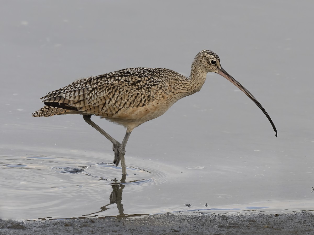 Long-billed Curlew - ML484144921