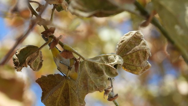 Virginia's Warbler - ML484145881