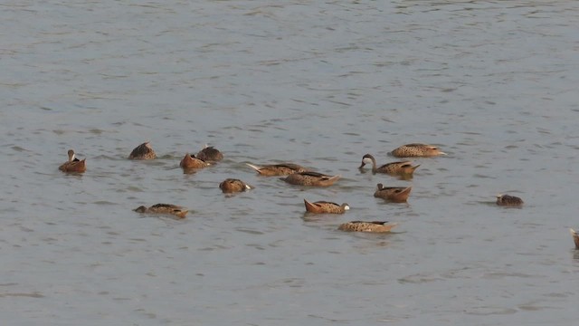 White-cheeked Pintail - ML484146361