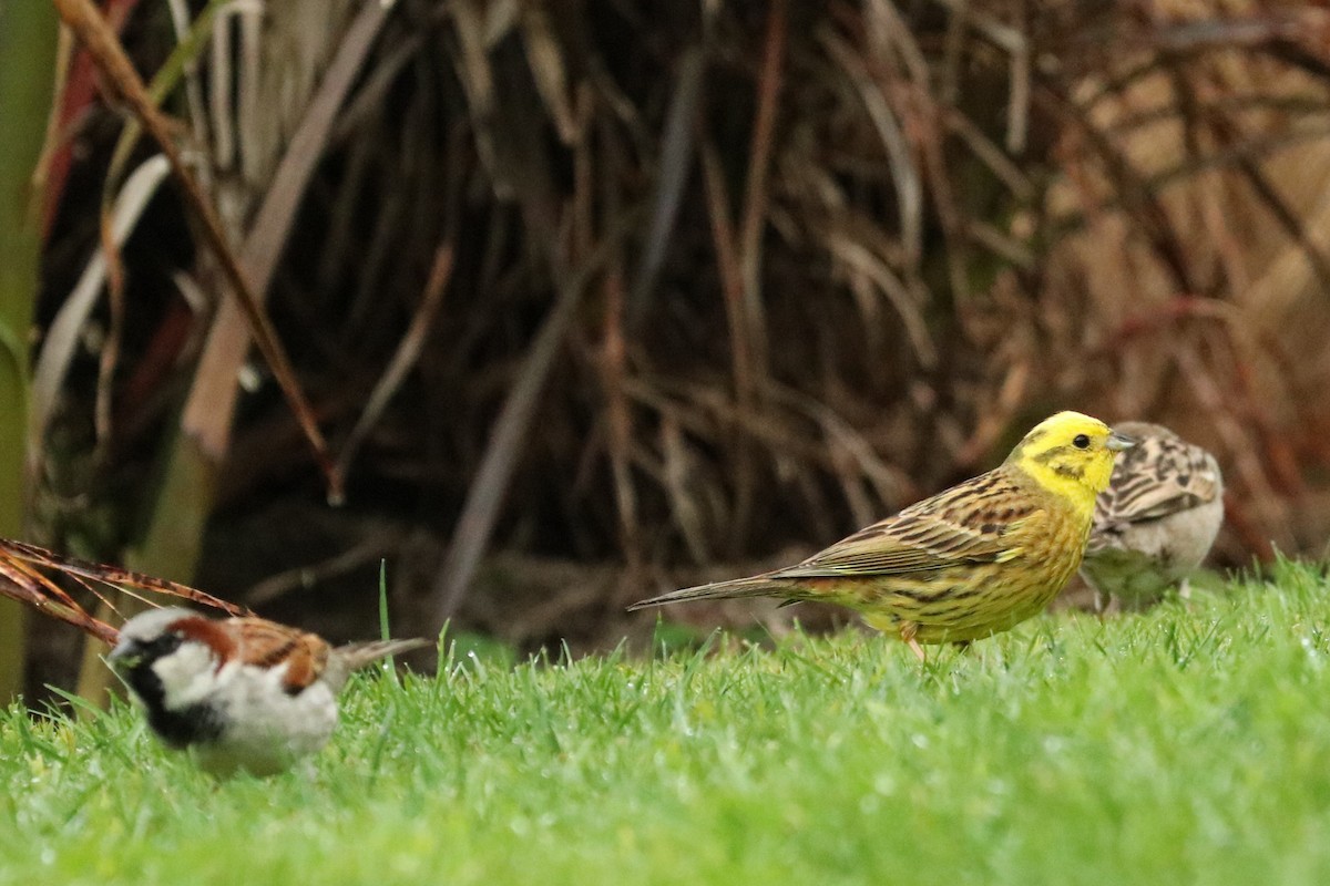 Yellowhammer - ML484146401