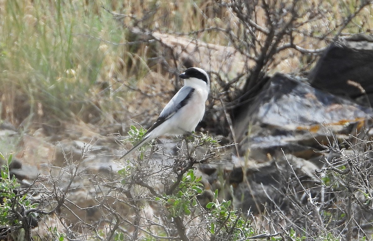 Lesser Gray Shrike - ML484149481