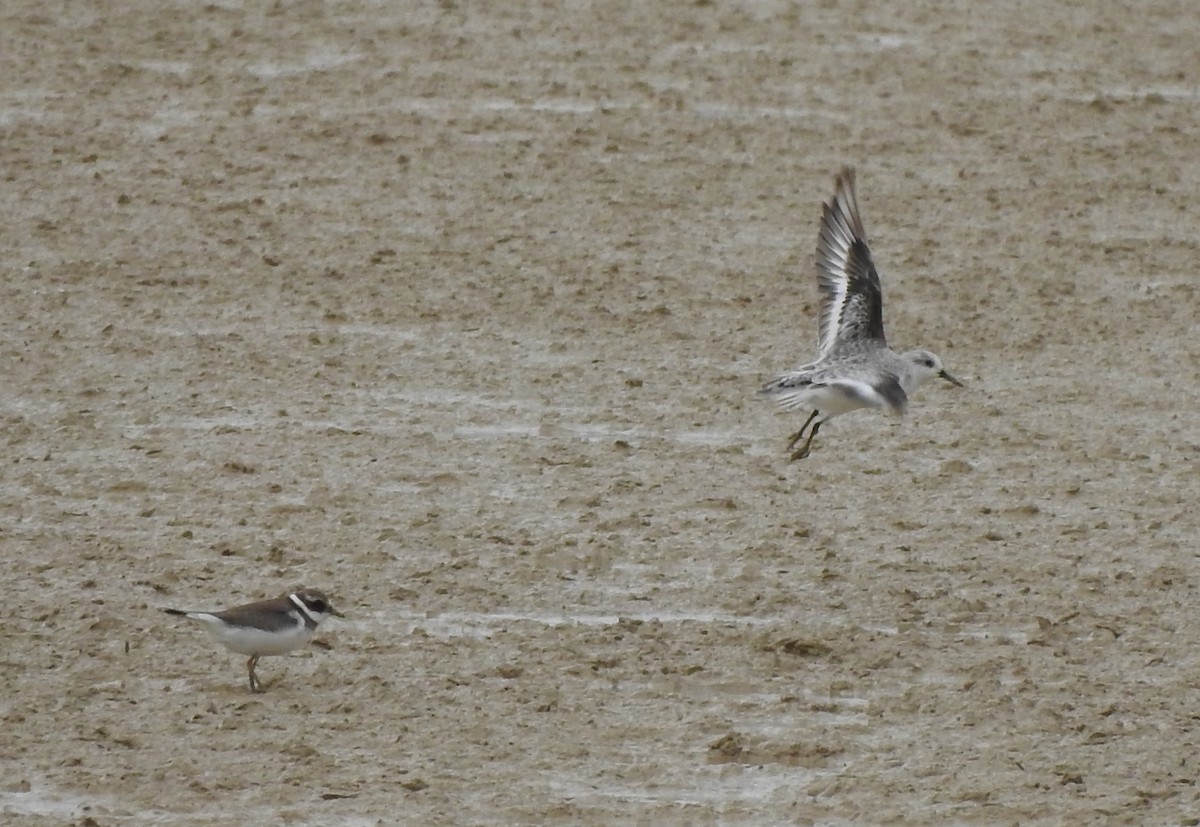 Bécasseau sanderling - ML484149901