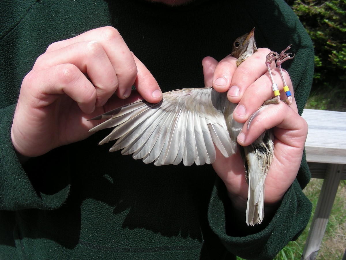Veery x Bicknell's Thrush (hybrid) - Kent McFarland