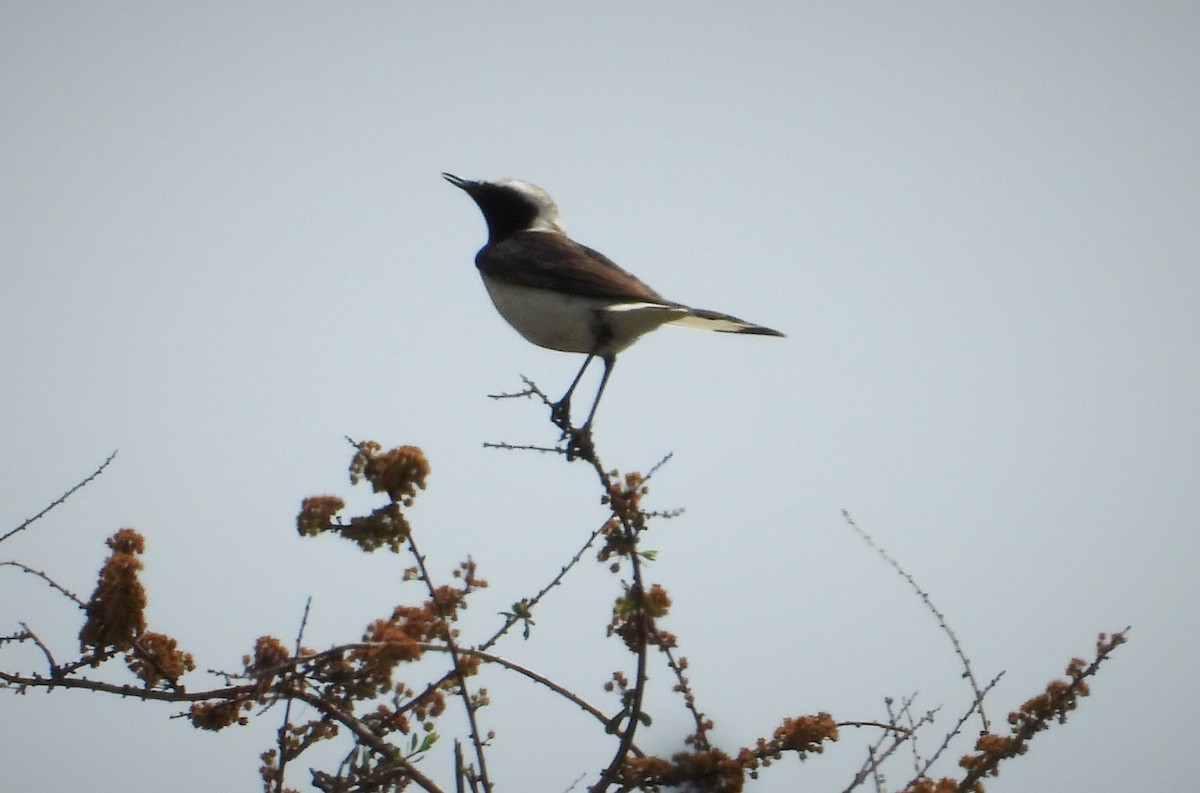 Pied Wheatear - ML484150641