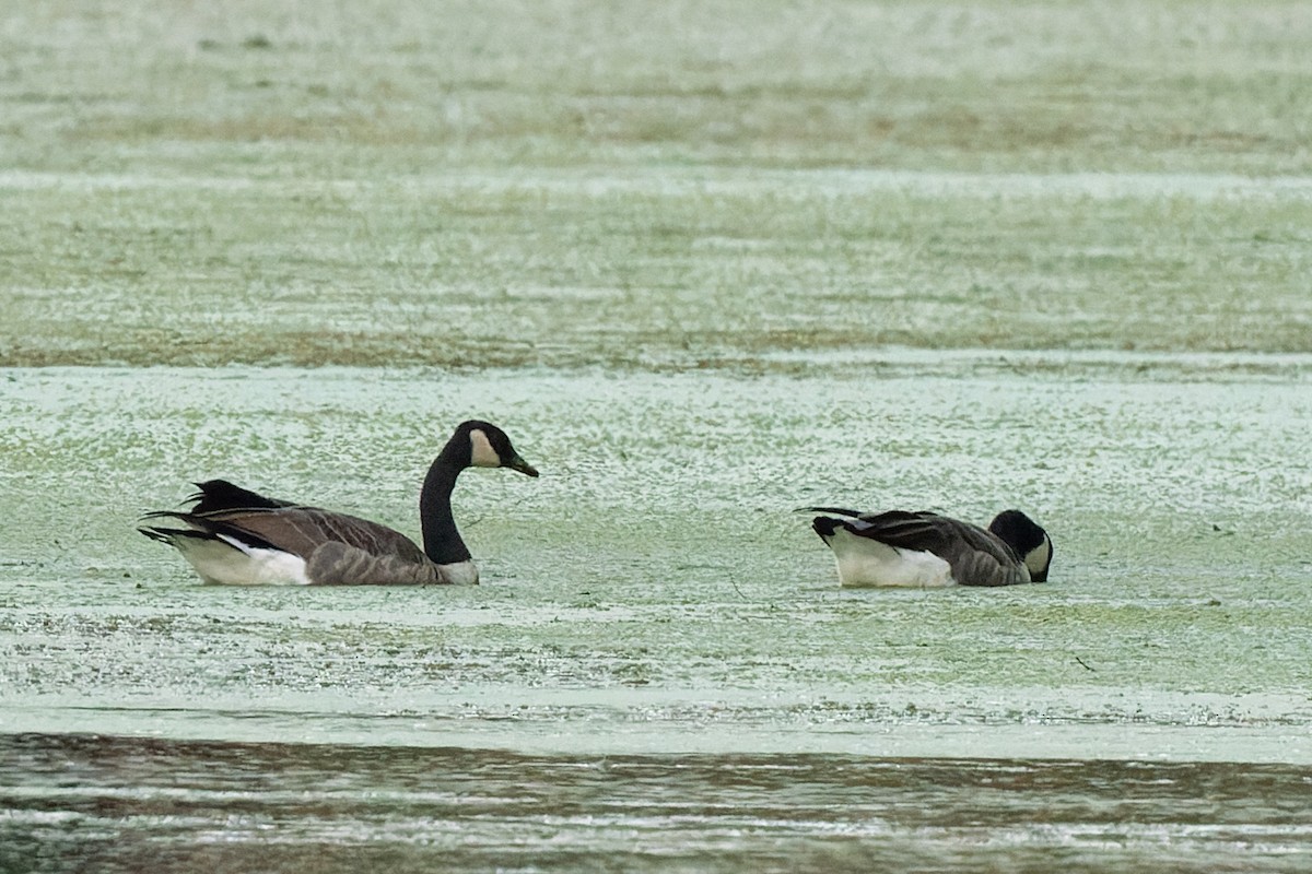 Canada Goose - ML484151071