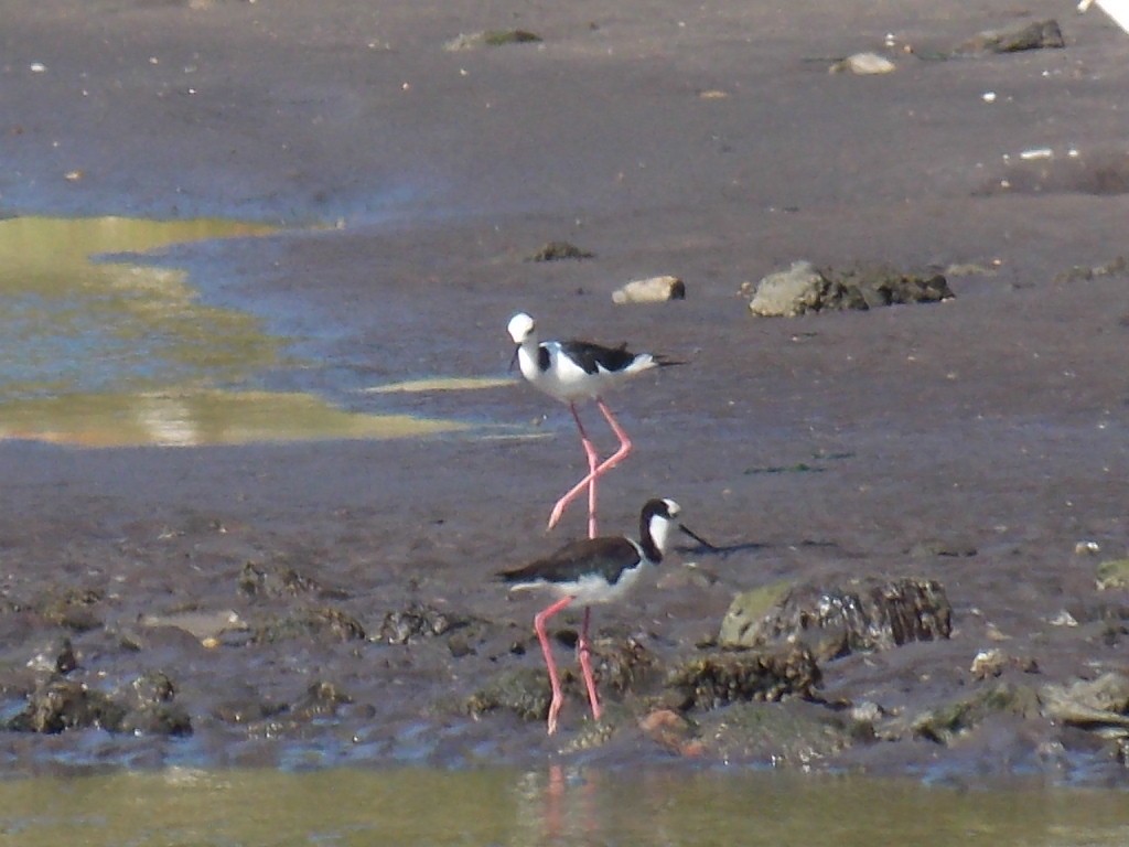 Black-necked Stilt - Jose Rebolledo