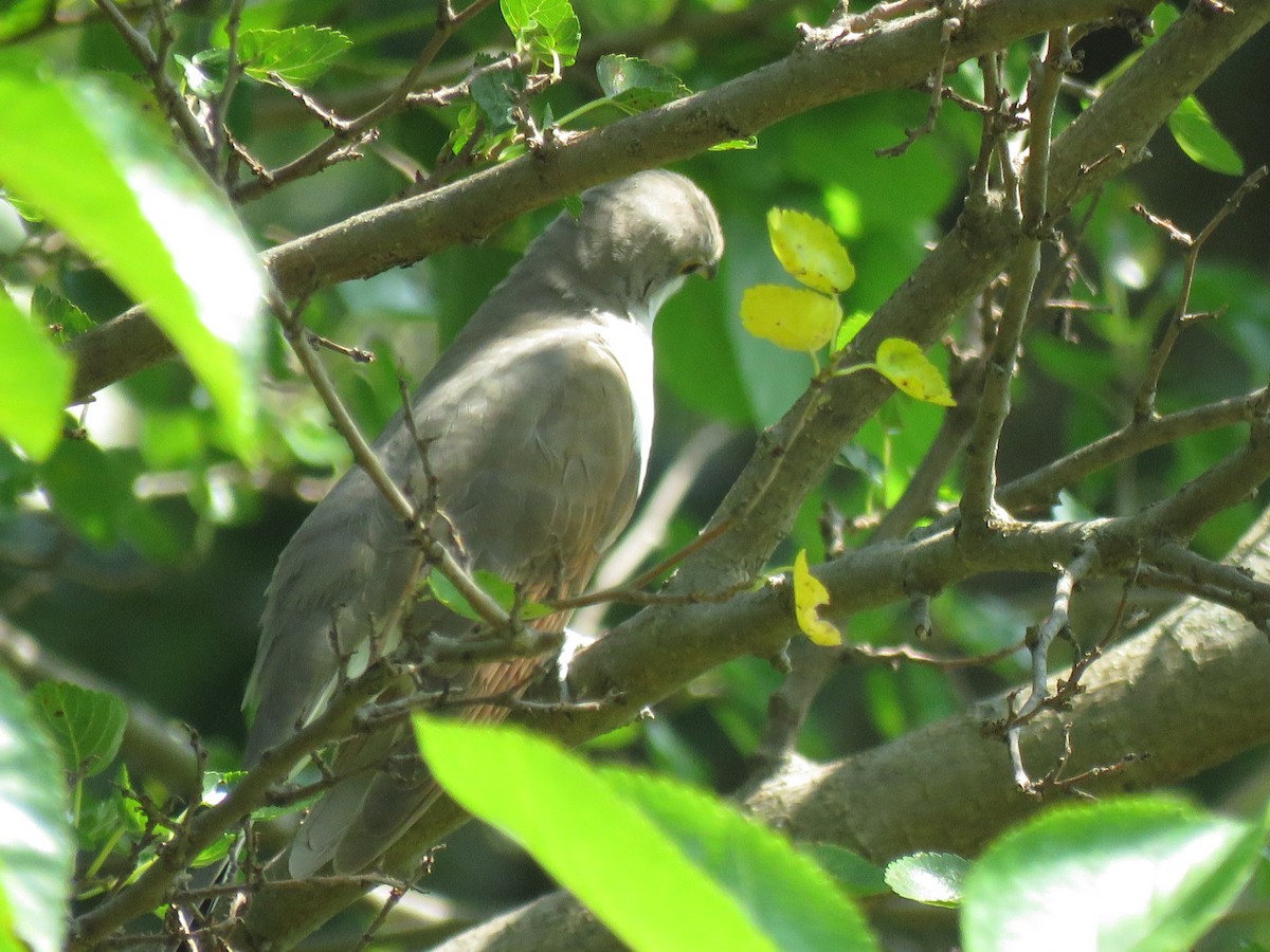 Yellow-billed Cuckoo - ML484153911