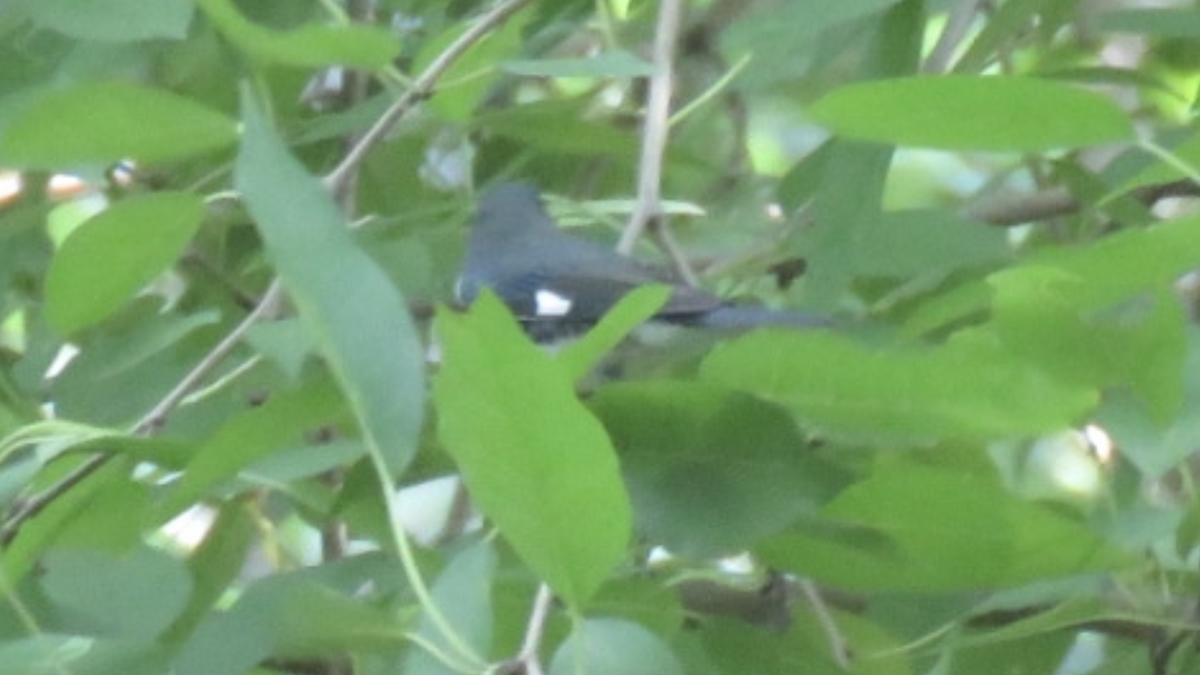Black-throated Blue Warbler - aerin tedesco
