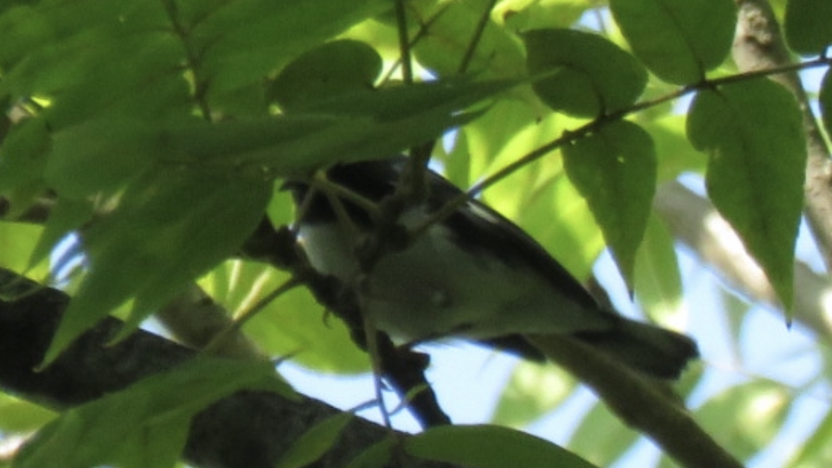 Black-throated Blue Warbler - ML484155211