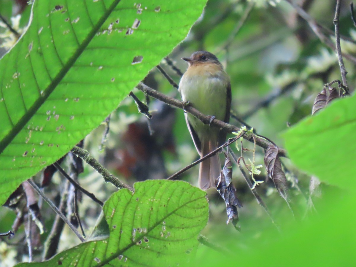 Rufous-breasted Flycatcher - ML484156001