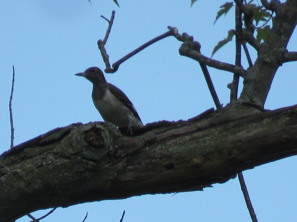 Red-headed Woodpecker - ML484156081