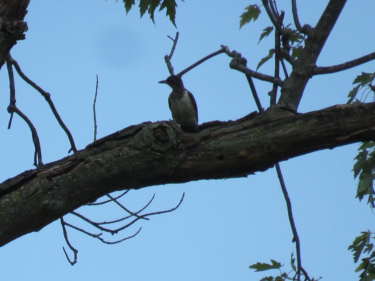 Red-headed Woodpecker - ML484156091