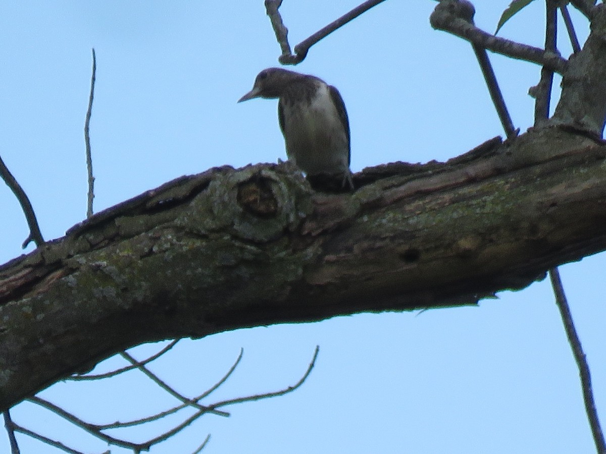 Red-headed Woodpecker - ML484156111