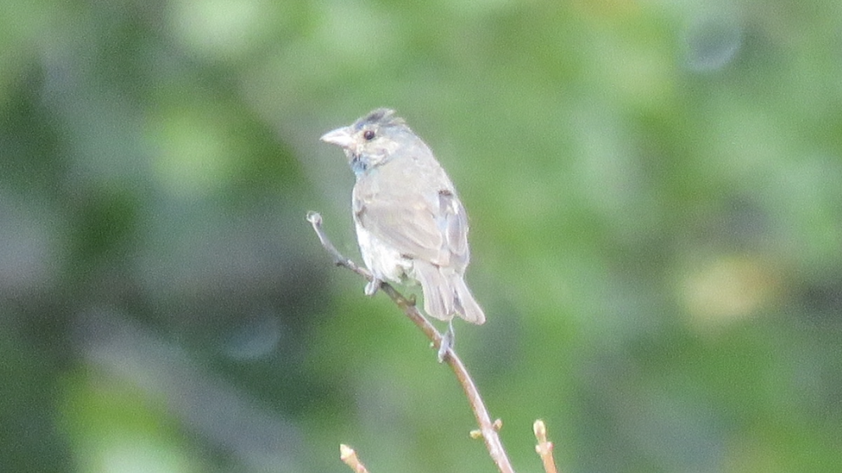 Indigo Bunting - ML484156381