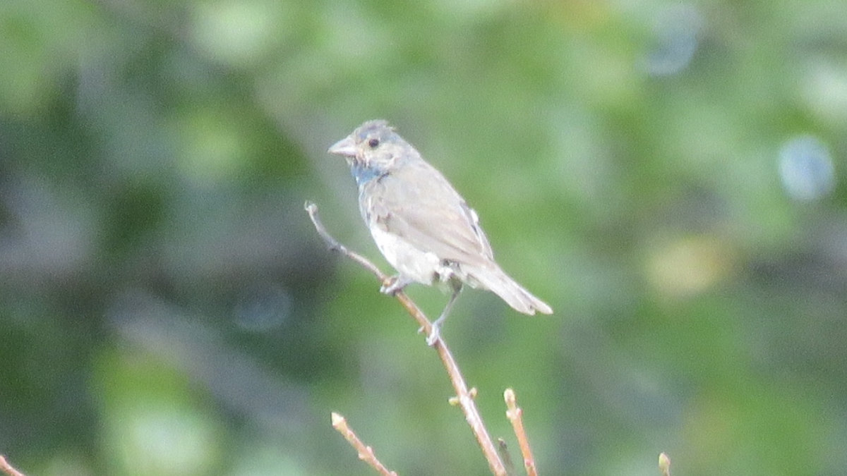 Indigo Bunting - ML484156391