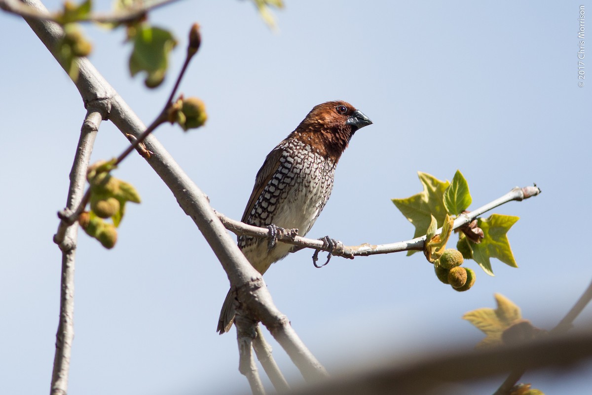 Scaly-breasted Munia - ML48415981