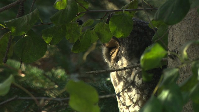 Long-eared Owl (American) - ML484160