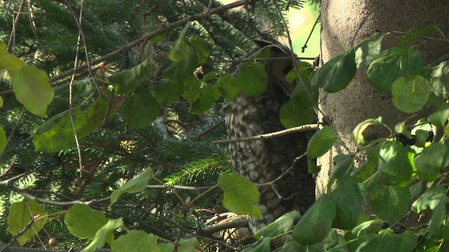 Long-eared Owl (American) - ML484161