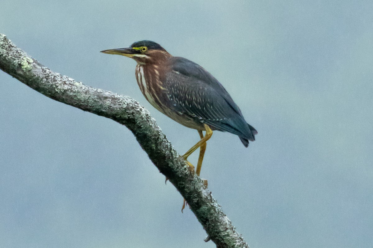 Green Heron - ML484161421