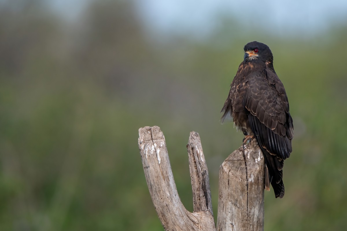 Snail Kite - ML484163321