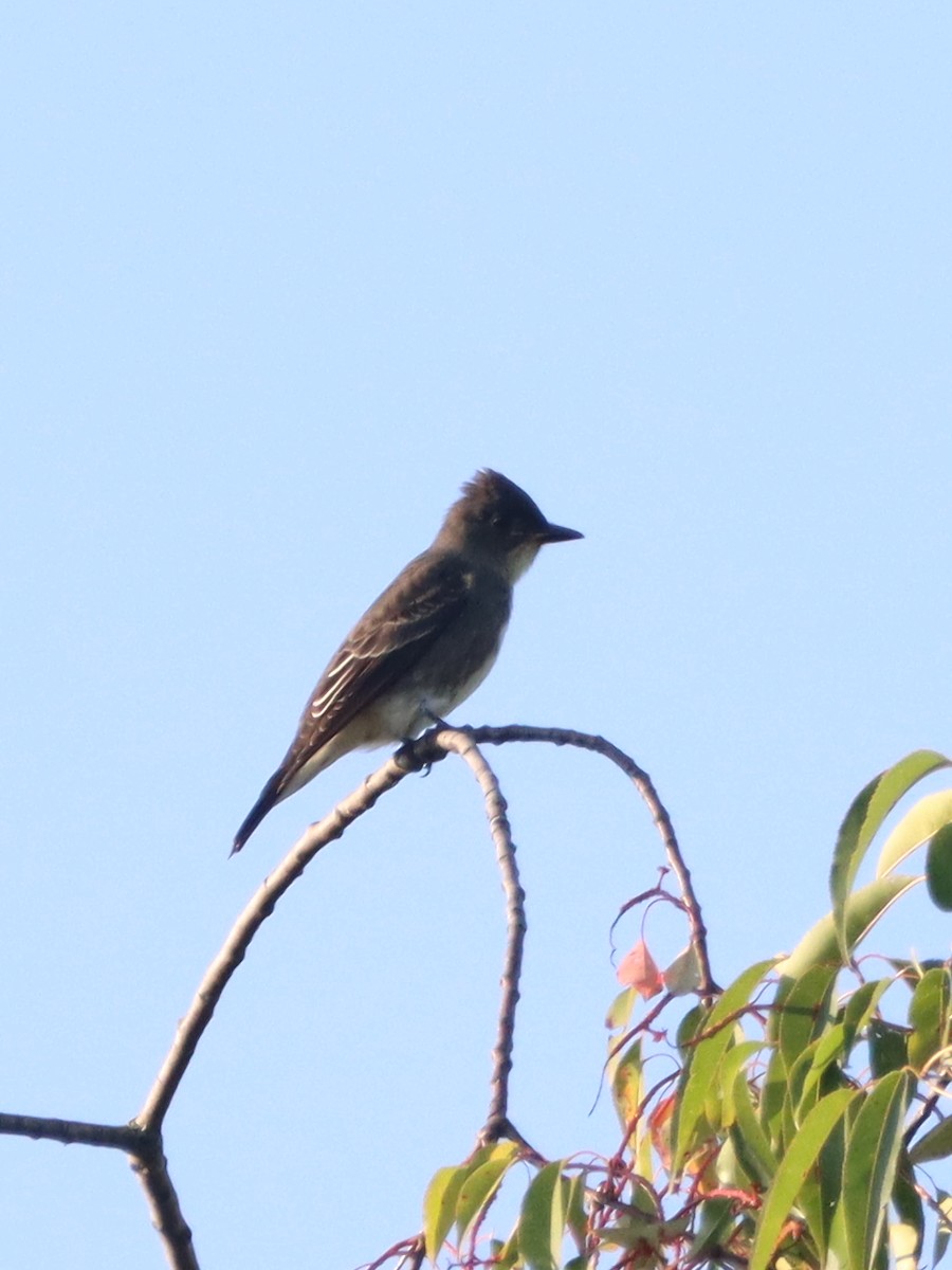 Olive-sided Flycatcher - ML484163421
