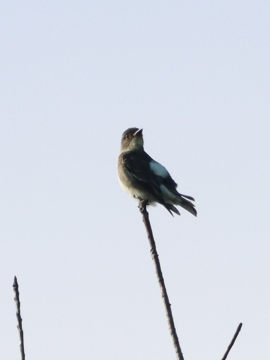 Olive-sided Flycatcher - ML484163531