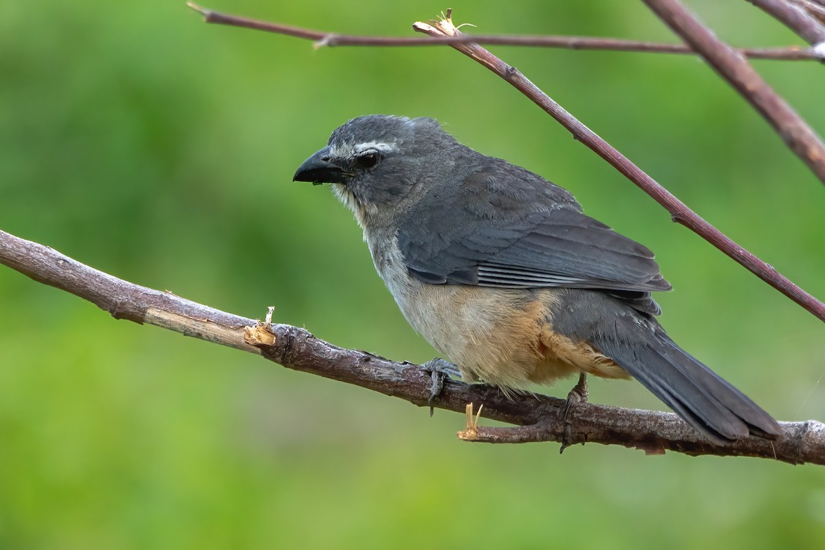 Bluish-gray Saltator - ML484163771