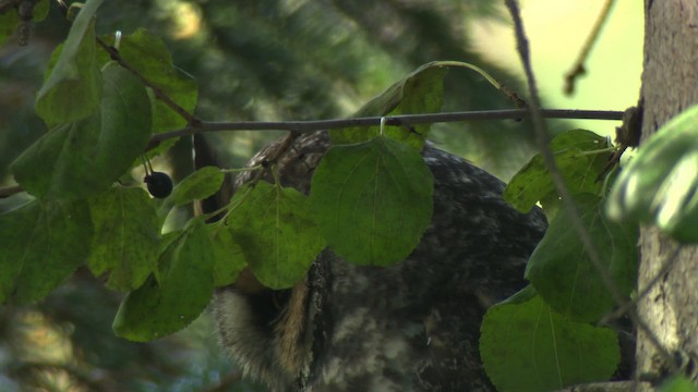 Kulaklı Orman Baykuşu (wilsonianus/tuftsi) - ML484164