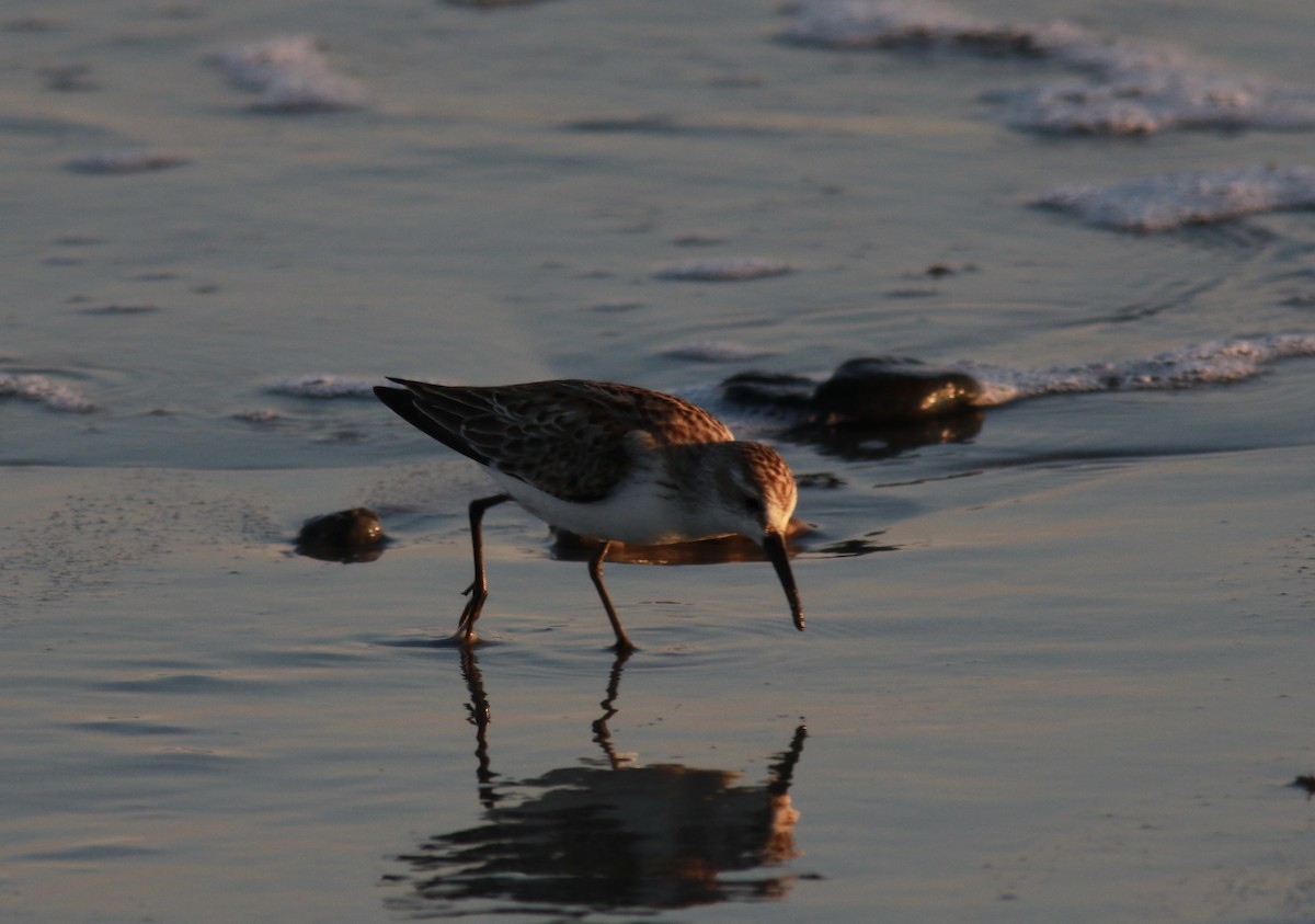 Western Sandpiper - Richard Garrigus