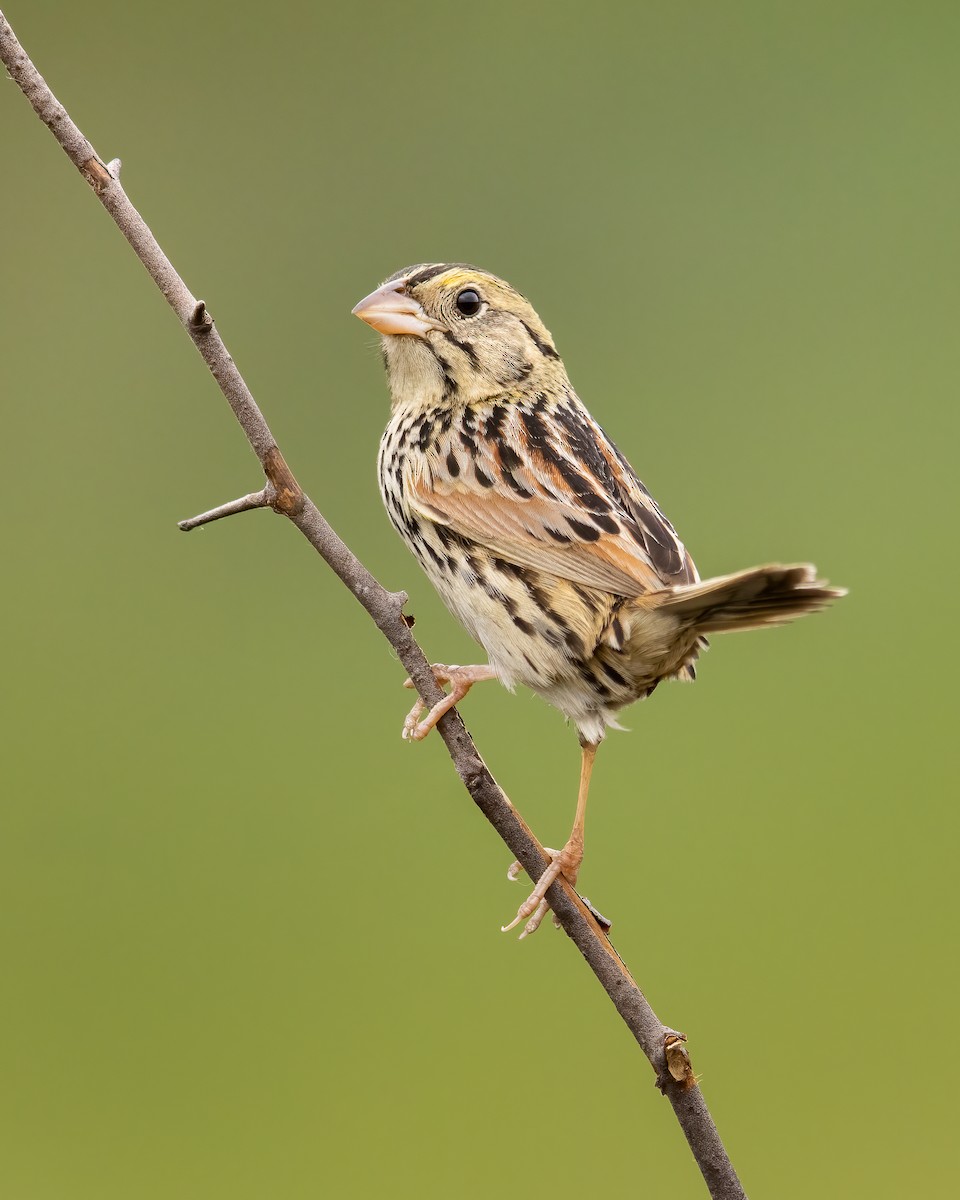 Henslow's Sparrow - ML484164661