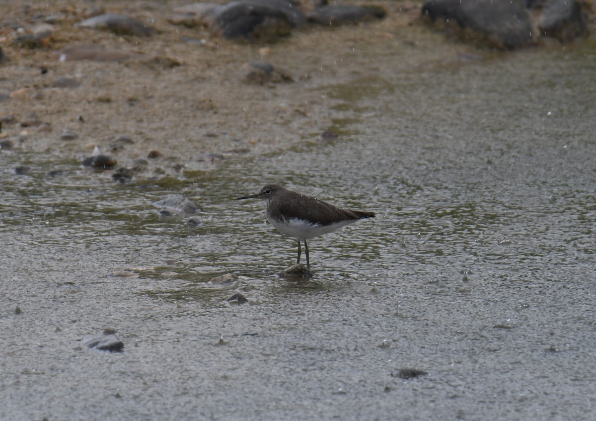 Green Sandpiper - José Barrueso Franco