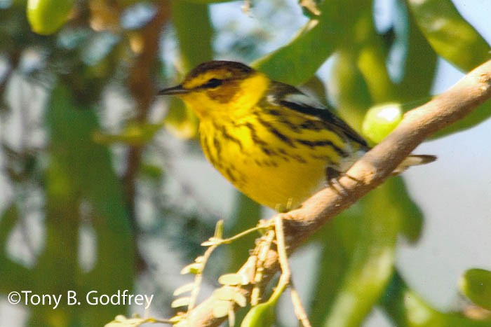 Cape May Warbler - ML48416651