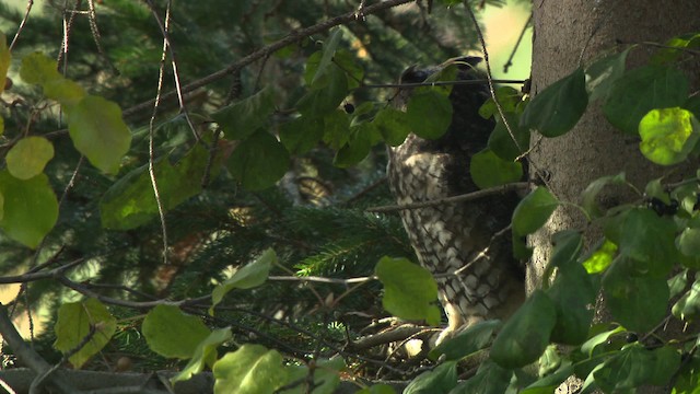 Long-eared Owl (American) - ML484167