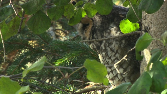 Long-eared Owl (American) - ML484168